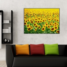 Ay Çiçeği Tarlası Kanvas Tablo - 