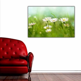 Beyaz Papatyalar Tablosu - 