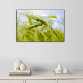 Buğday Başakları Tablosu - 